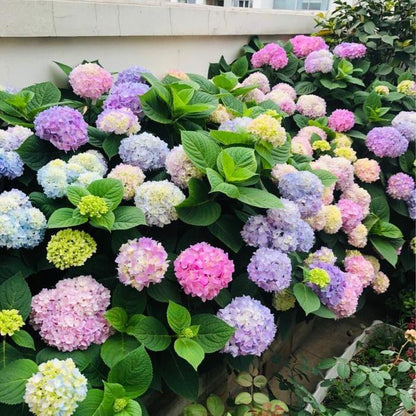 200pcs Mixed Hydrangea Seeds – Soft Pastel Blooms for Romantic Garden Corners & Pots