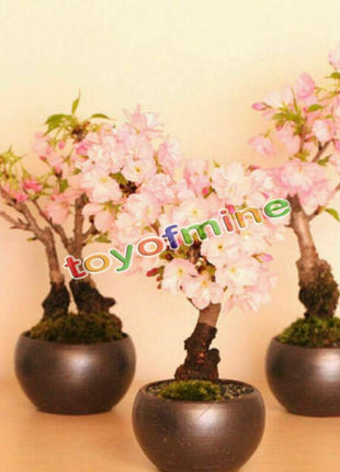 20PCS Cherry Bonsai Bonsai Tree Japanese New Blossoms Sakura seeds Flower Seeds