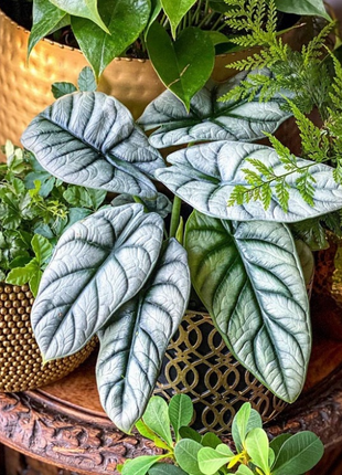 Alocasia baginda 'Silver Dragon' RARE Indoor and Outdoor Live Tropical House Plant