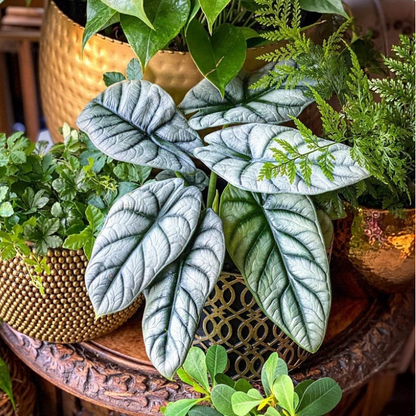 Alocasia baginda 'Silver Dragon' RARE Indoor and Outdoor Live Tropical House Plant
