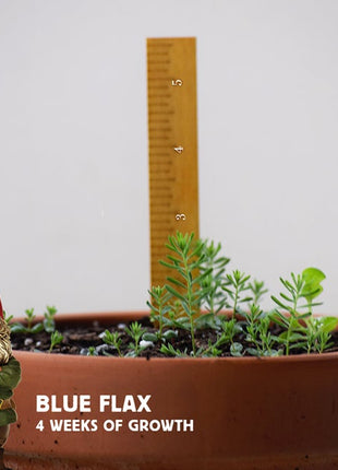 Perennial Blue Flax Seeds, Linum Perenne