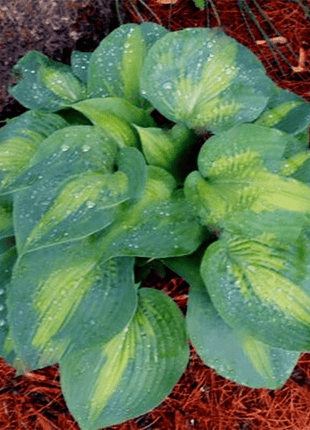 Mixed Hosta Perennials Flower Rare White Lace Lily Seeds