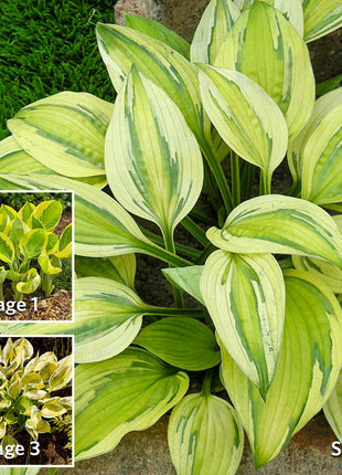 Captain's Adventure Hosta