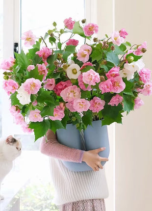 Color-changing Hibiscus Flower Seeds