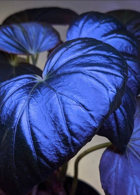 Peacock Begonia - blue begonia