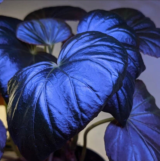 Peacock Begonia - blue begonia
