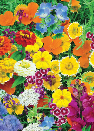 Magic Carpet Seed Mix