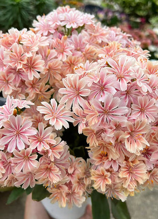 Lewisia Cotyledon Flower Seeds