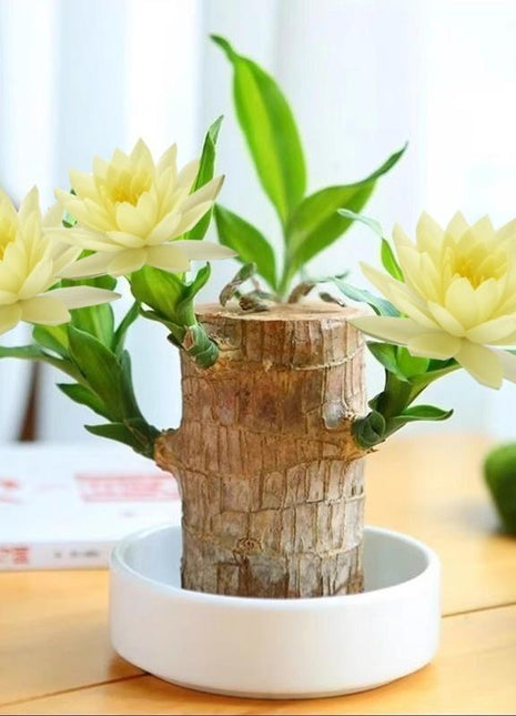 Lucky Brazilian Wood Tree with Elegant Ceramic Pot & Enchanted Doll – Symbol of Growth and Positive Energy