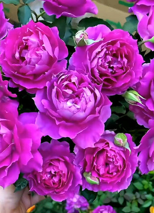 🌹Rose Mixed Color Seeds