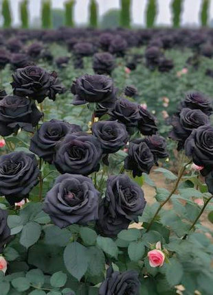 Black Rose Seeds 100pcs - Flower Bush Perennial Shrub Flowers Seed black  rose