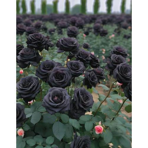 Black Rose Seeds 100pcs - Flower Bush Perennial Shrub Flowers Seed black  rose
