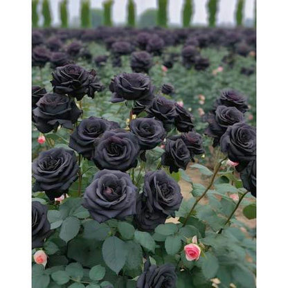 Black Rose Seeds 100pcs - Flower Bush Perennial Shrub Flowers Seed black  rose