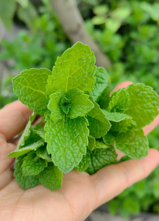 Potted Mint Seeds