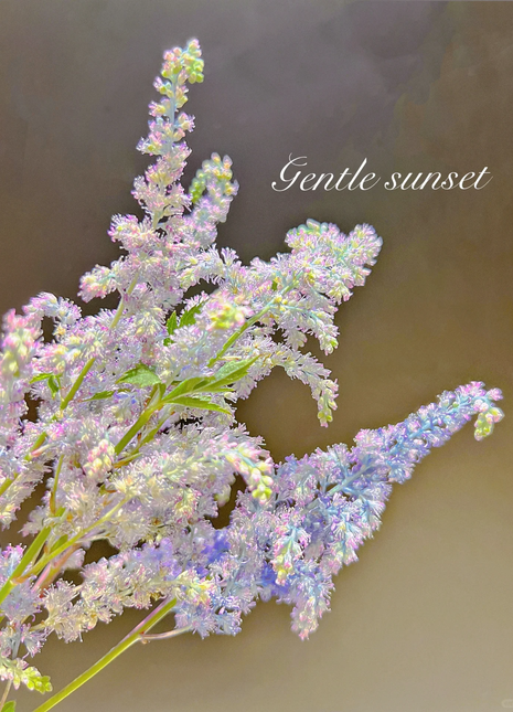 Astilbe Chinensis Seeds-Light Blue