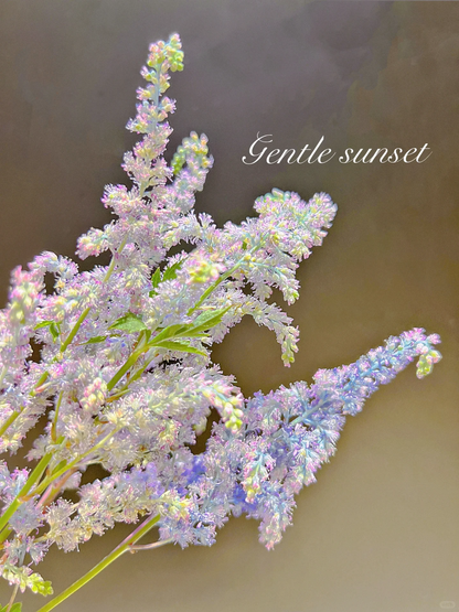Astilbe Chinensis Seeds-Light Blue
