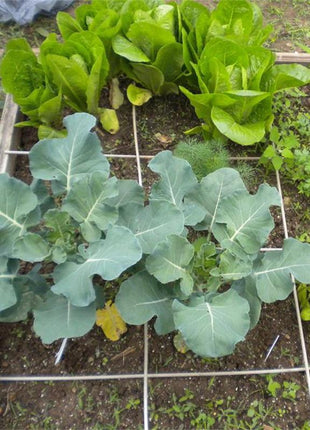 Broccoli Emerald Crown F1