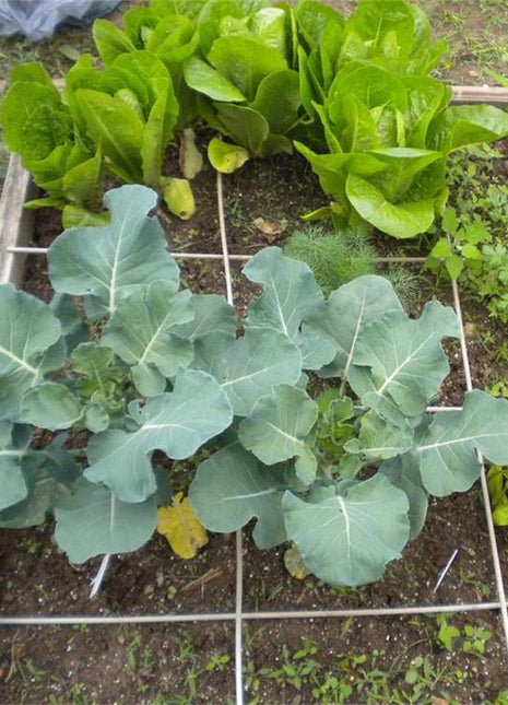 Broccoli Emerald Crown F1