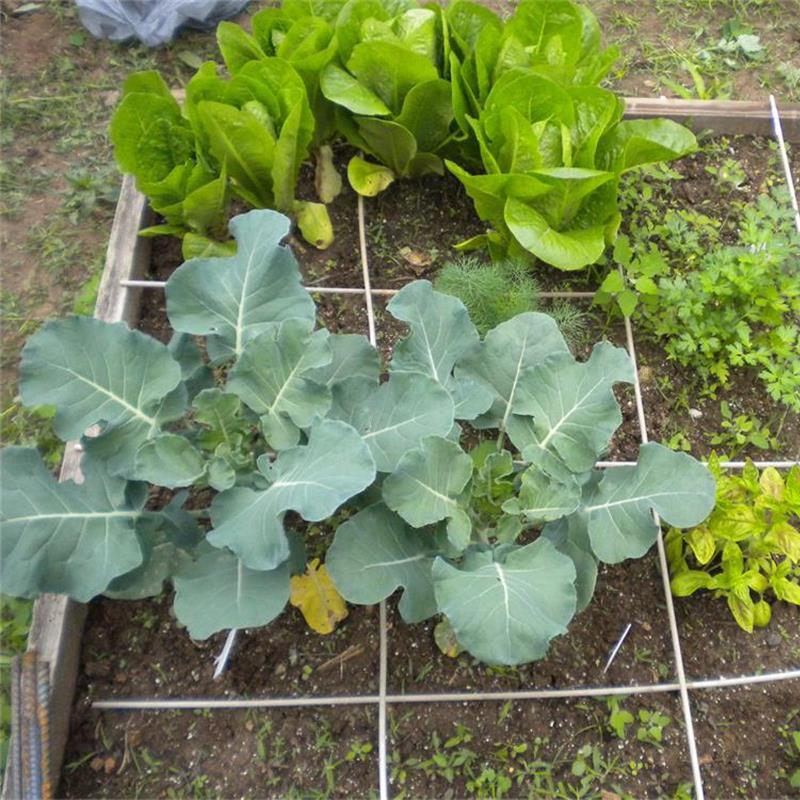 Broccoli Emerald Crown F1
