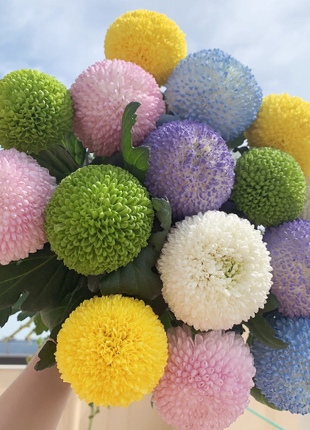 🏵️Colorful Ping Pong Chrysanthemum Seeds