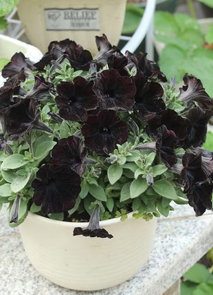 Petunia Black Velvet Seeds