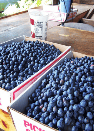 Giant Blueberry Fruit Seeds (20 Seeds a Pack)