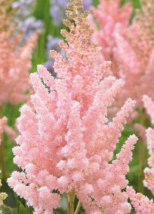 Astilbe chinensis 'Vision Inferno' (Chinese Astilbe)