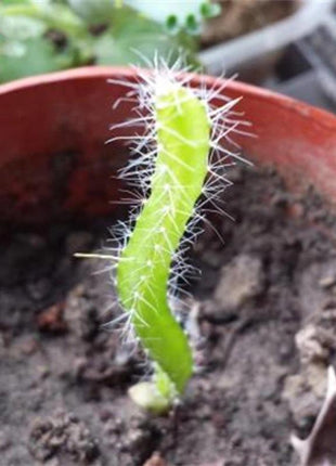 Egrow 50 Pcs/Pack Yellow Pitahaya Seeds Dragon Fruit Hylocereus Undatus Fruit Seeds