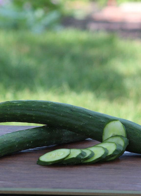 Cucumber Burpless 26 F1