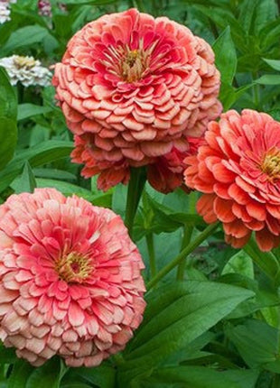 Order 50 seeds lovely Giant Salmon Rose Zinnias Seeds