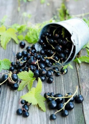 Multicolor Gooseberry Seeds