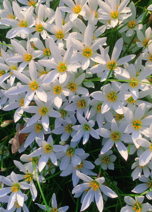 🌺White Purity - Third Generation Daffodils