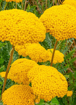 Parker's Variety Yarrow