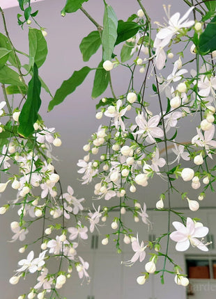 🌼Weeping Jasmine Seeds - White Jade Butterfly