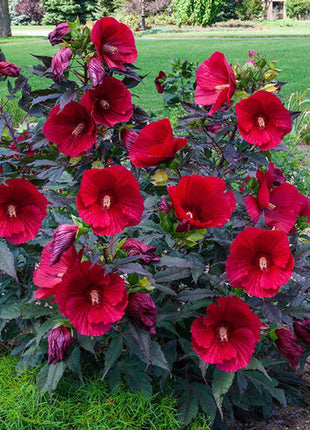 Sweet & Sultry Hibiscus Collection