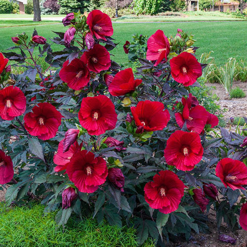 Sweet & Sultry Hibiscus Collection