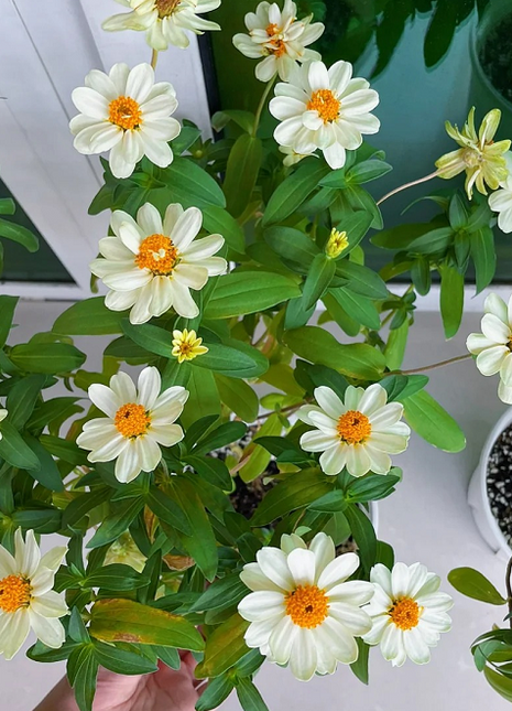 Dwarf Zinnia Seeds - New in 2024