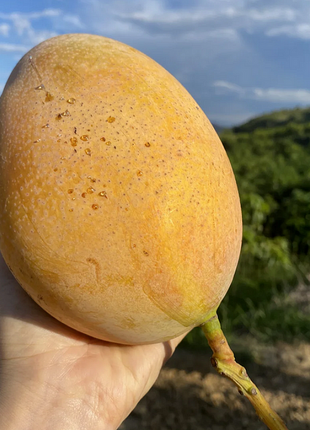 Super Sweet 🥭 Organic Giant Mango Seeds