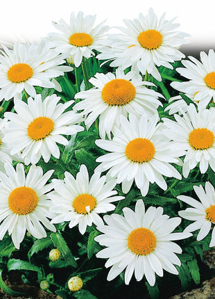 50 Pcs Shasta Daisy Seeds, Alaska