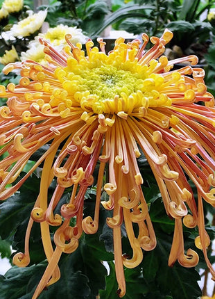 Rare Golden Chrysanthemum Seeds-Longevity Flower💞