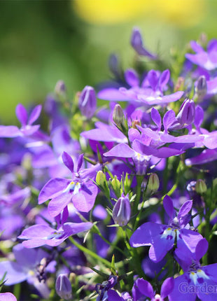 🌈Optimal Carpet Plant✨Creeping Lobelia Erinus Seeds