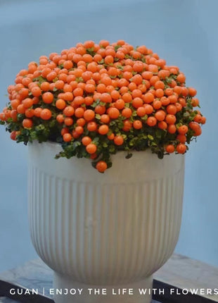 Pearl Orange Succulent Potted Plant