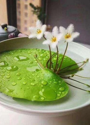 Water Snowflake Nymphoides indica