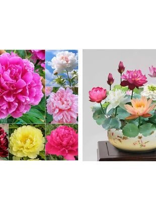 🔥LAST DAY 45% OFF🌺THE QUEEN OF FLOWERS—DOUBLE PETALED PIANI