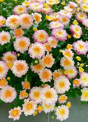 🌸Candy Chrysanthemum Seeds