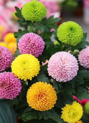 🏵️Colorful Ping Pong Chrysanthemum Seeds