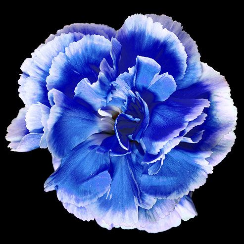 Mixed Color Carnations
