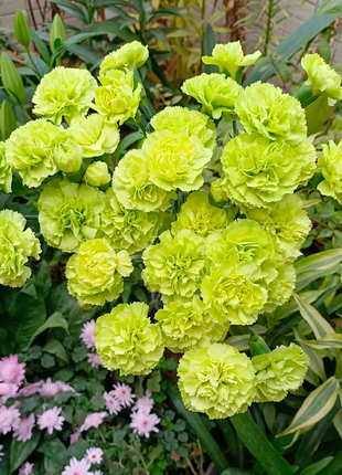 Multicolor Carnation Seeds