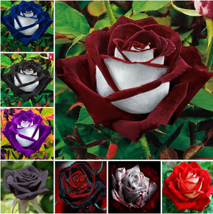 20 Pcs/bag Black Rose Flower Colorful Rose Petals Plant Seeds for Home Garden