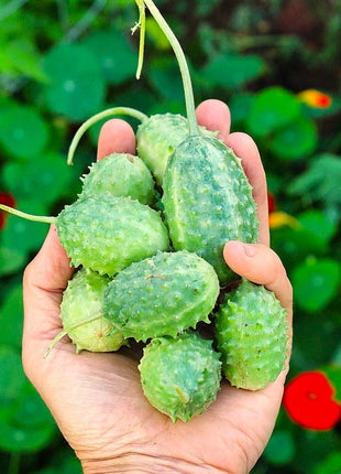West Indian Gherkin Cucumber Seeds